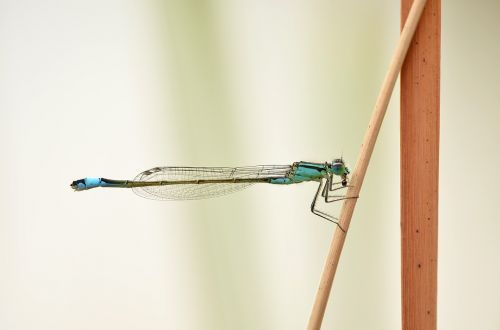 lestes viridis dragonfly insect