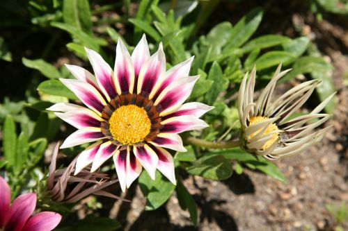 let honiara chrysanthemum decoration flowers