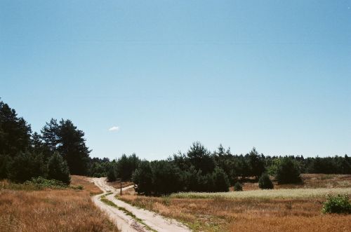 Summer Landscape