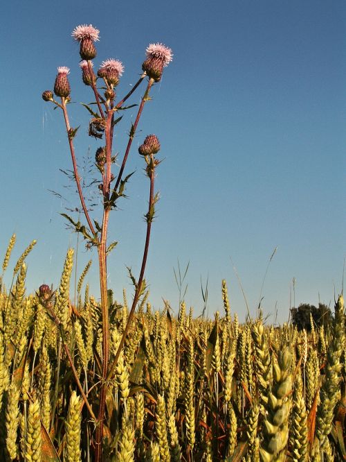 Summer, Thistle And Corn