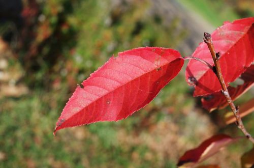 letter red autumn