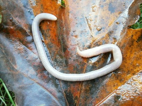 letter g earthworm