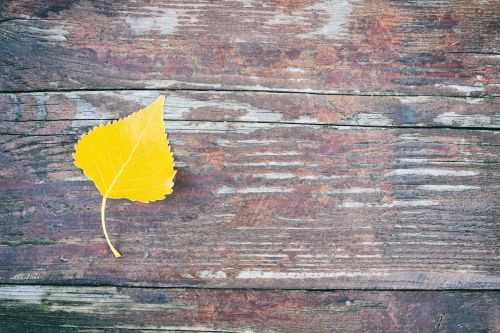 letter leaf autumn