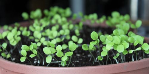 lettuce seedling dirt