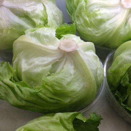 lettuce fresh green