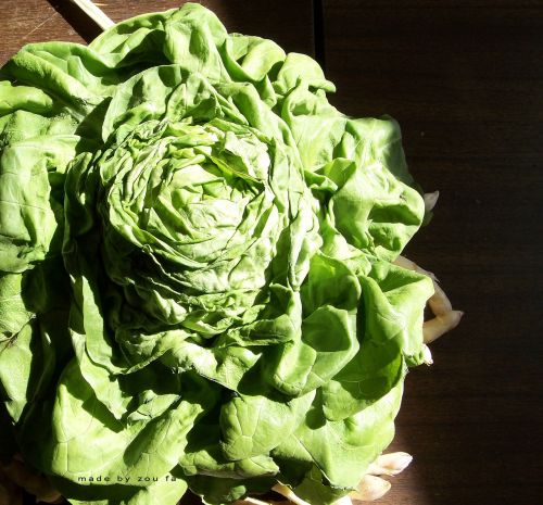 lettuce salad vegetables