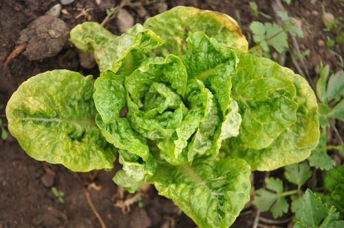 lettuce field farm