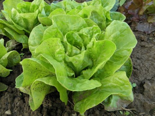 lettuce vegetables food