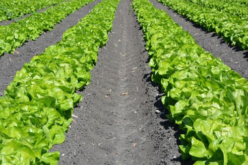 lettuce row agriculture