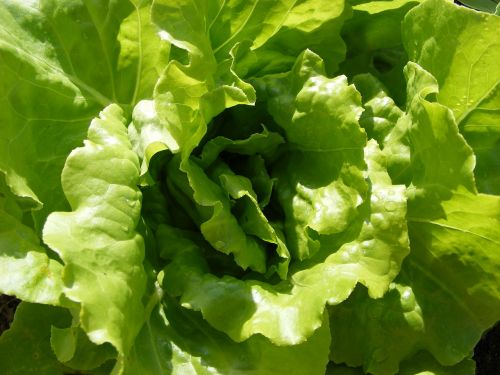 lettuce vegetables healthy