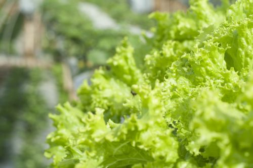 lettuce green organic