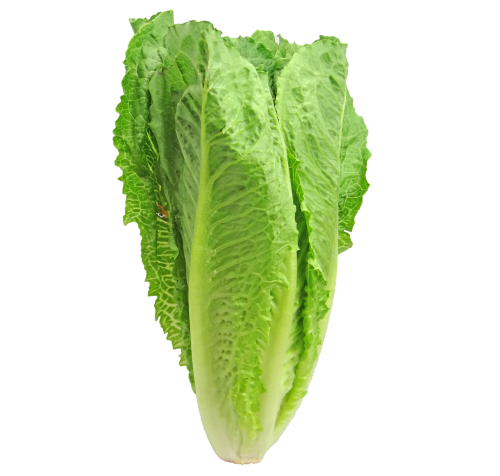 lettuce romaine greens