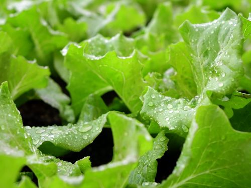 lettuce 生菜 vegetable