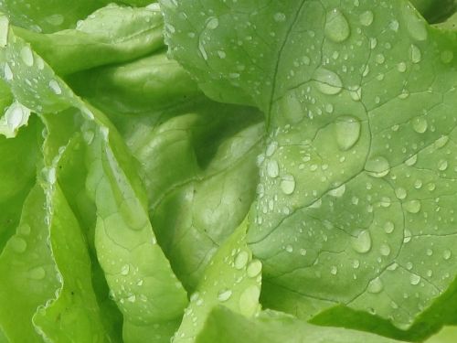 lettuce salad vegetables