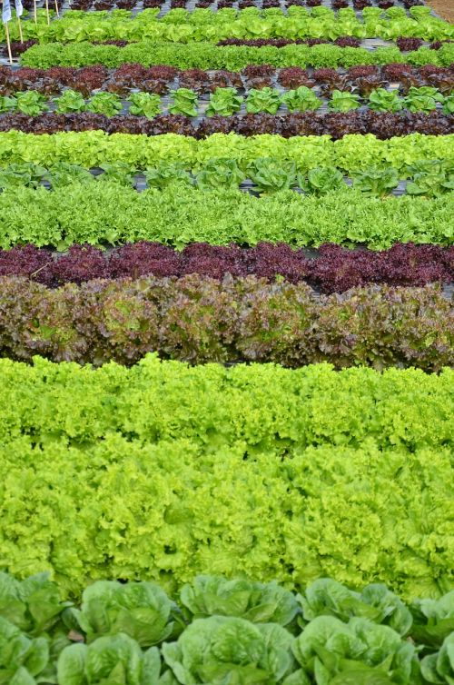 lettuce salad fresh