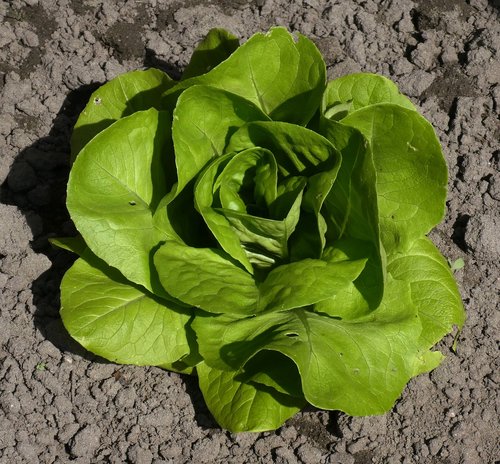 lettuce  young plant  sheet
