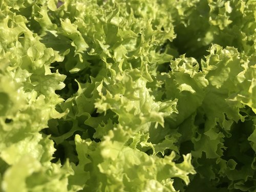 lettuce  food  vegetable