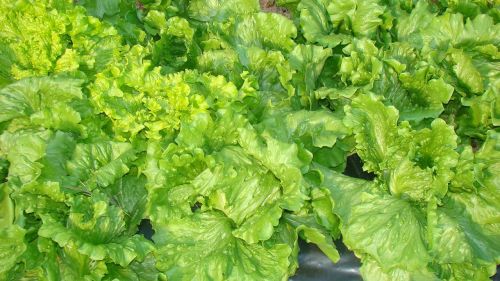 lettuce food horta