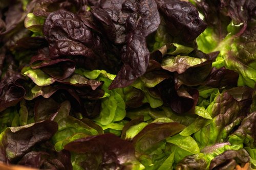 lettuce  vegetables  food