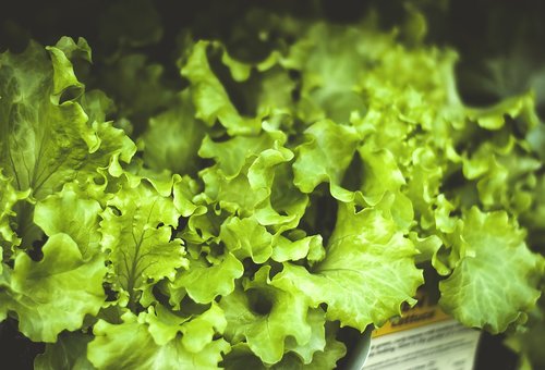 lettuce  nutrition  food