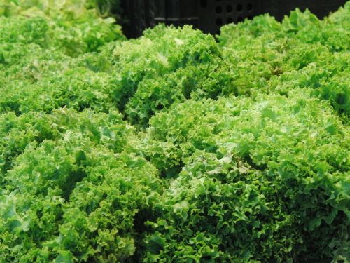 lettuce escarole green