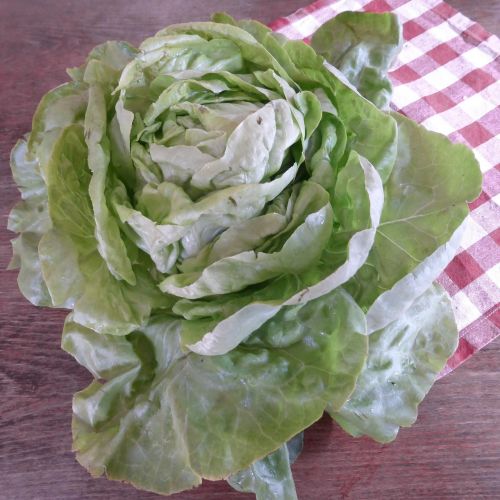lettuce green bio