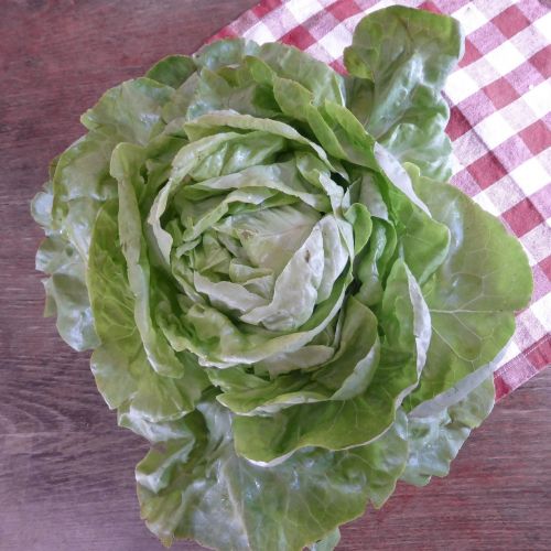 lettuce green bio