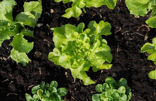 lettuce  grow  kitchen garden