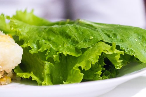 lettuce  green  vegetables