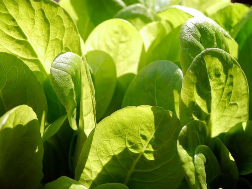 lettuce salad leaves