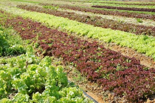 lettuce vegetable plants