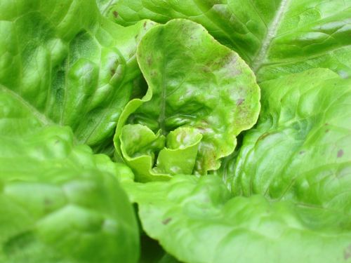 lettuce plant green
