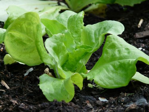 lettuce salad lactuca sativa