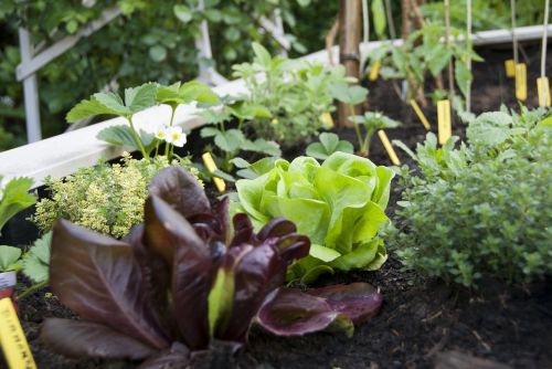 lettuce city garden vegetable