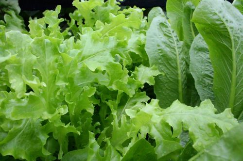 lettuce leafy organic