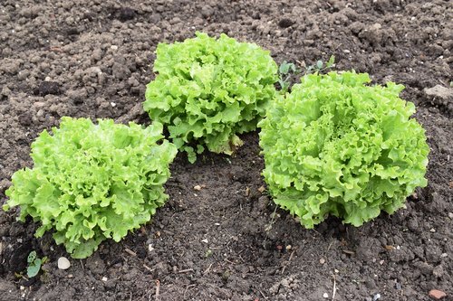 lettuce grown  earth  plant