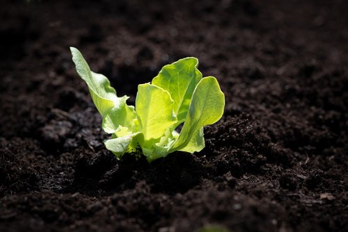 lettuce seedling  salad  seedling