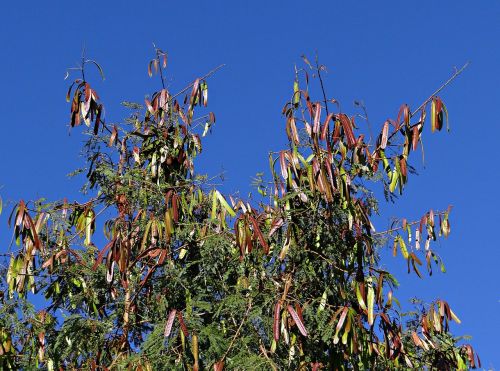leucaena leucocephala tree subabool