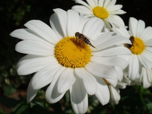 leucanthemum daisy white