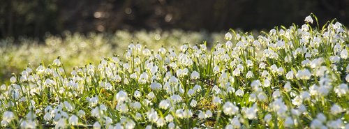 leucojum  snowflake  spring