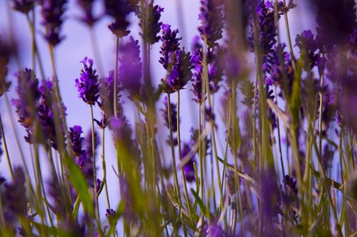 Lavender Flower