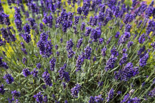 Lavender Flower