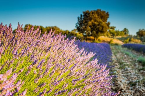 levandula field country