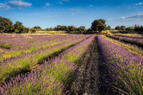 levandula field purple