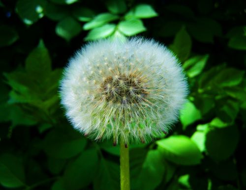 levirágzott dressing-gown dandelion seeds nature