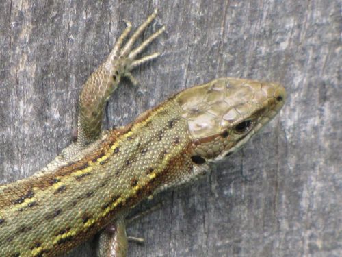 Wall Lizard 3