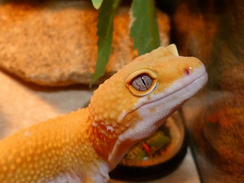 lezarg gecko yellow