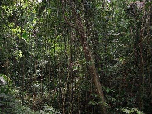 lianas jungle forest