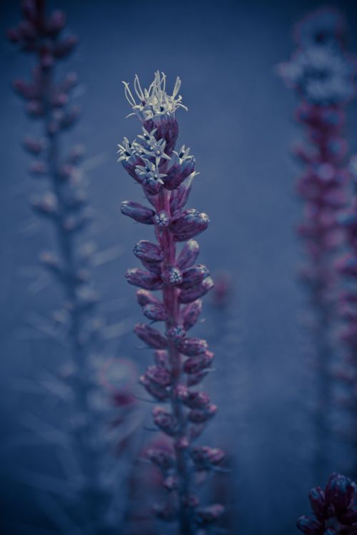 liatris spicata splendor notch shrub