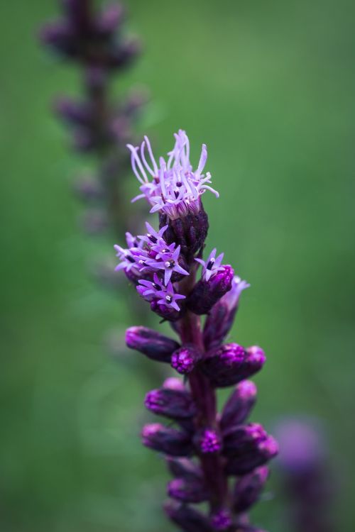 liatris spicata splendor notch shrub